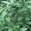 Lonicera alpigena feuille P2D